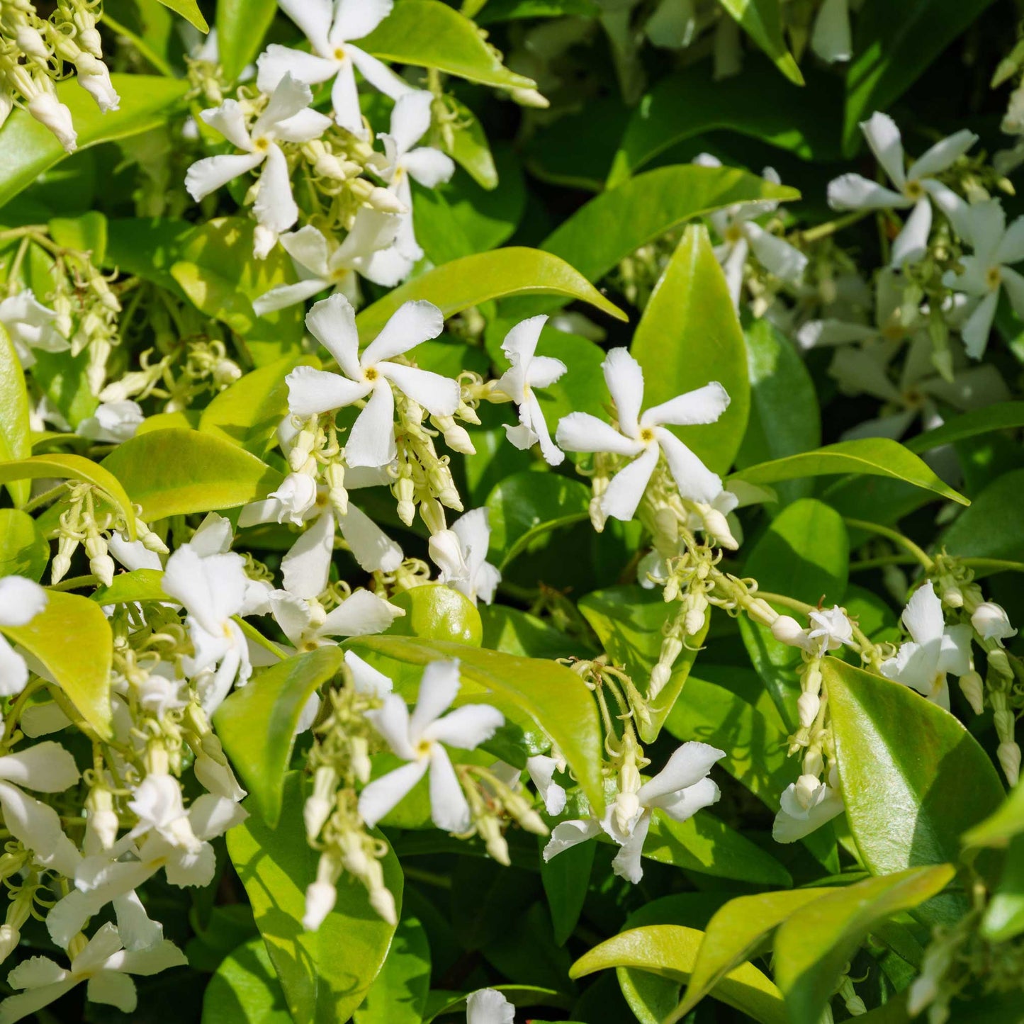 Star Jasmine Climbing Vine and Garden Essential