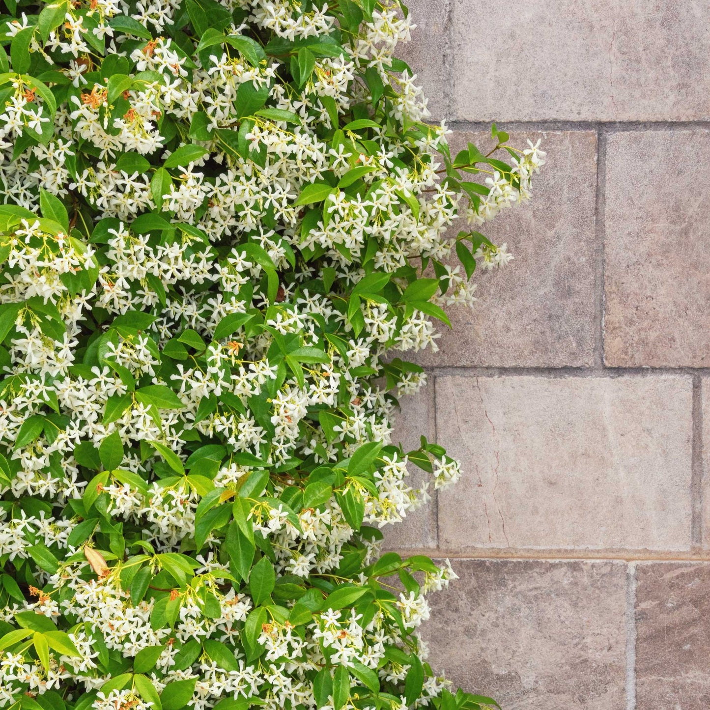 Star Jasmine Climbing Vine and Garden Essential
