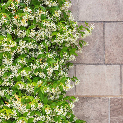 Star Jasmine Climbing Vine and Garden Essential