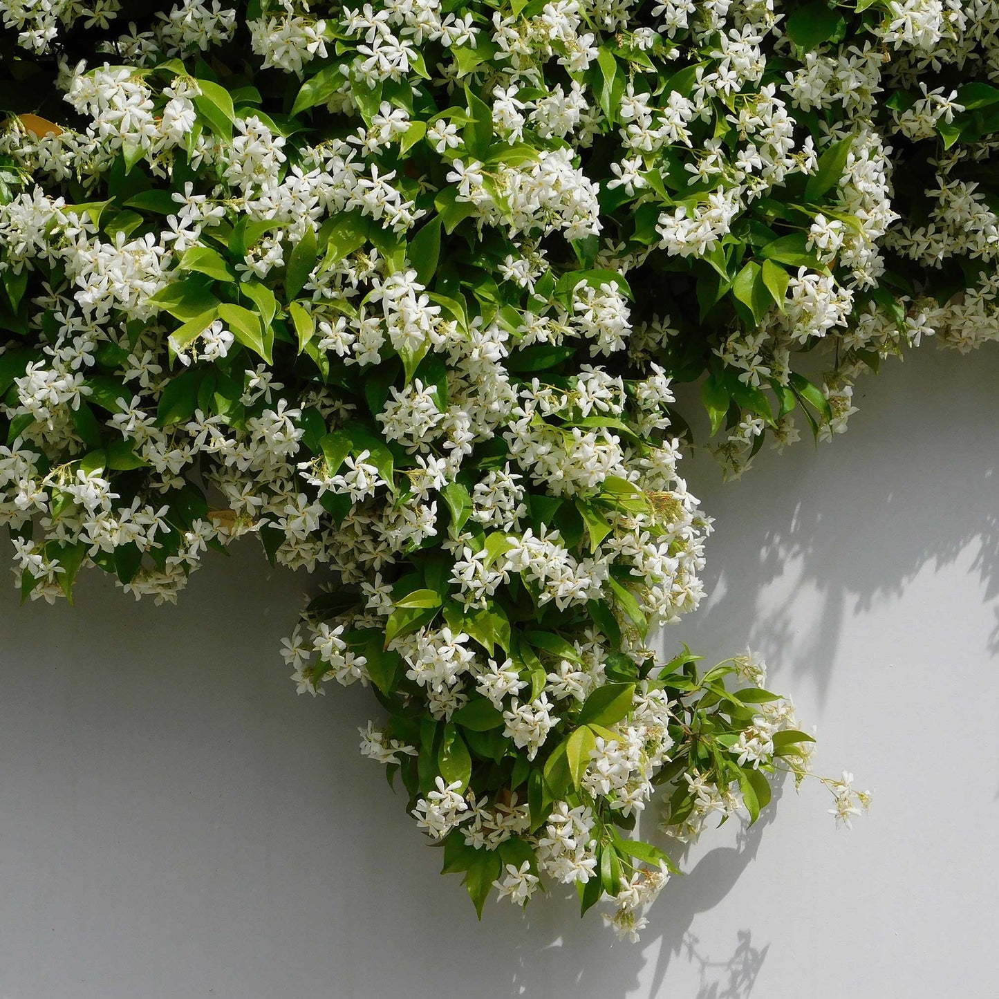 Star Jasmine Climbing Vine and Garden Essential