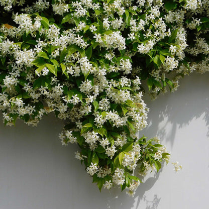 Star Jasmine Climbing Vine and Garden Essential