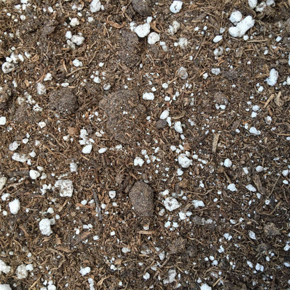 Starter Kit for 1 Large Plug - Tampa Home & Garden Store