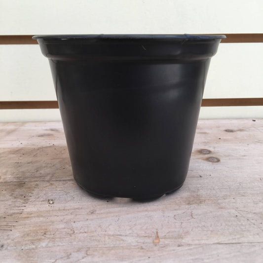 Starter Kit for Large Cuttings (2 Pots) - Tampa Home & Garden Store
