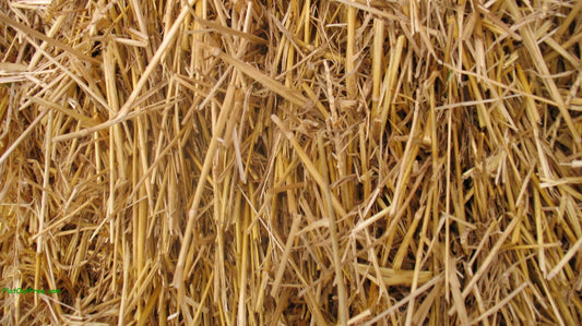 100% Natural Wheat Straw Glyphosate Free bale by Thunder Acres, golden straw on Tampa Home & Garden Store