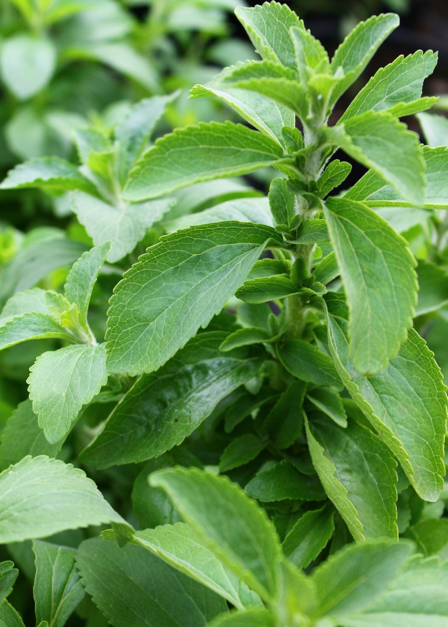 Planta de Estevia (Stevia rebaudiana)