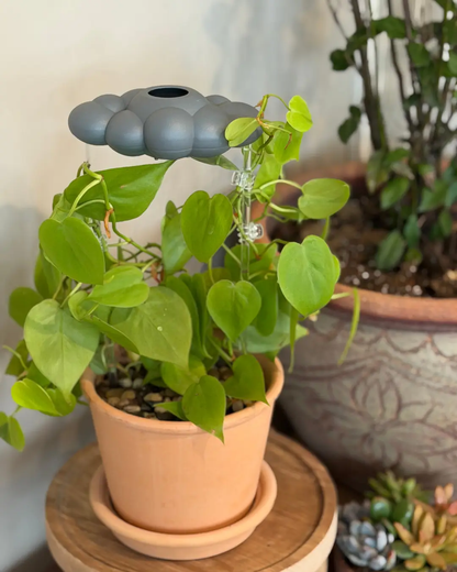 Stormy Dripping Gray Rain Cloud Plant Waterer watering globe by The Cloud Makers atop a pot plant on Tampa Home & Garden Store