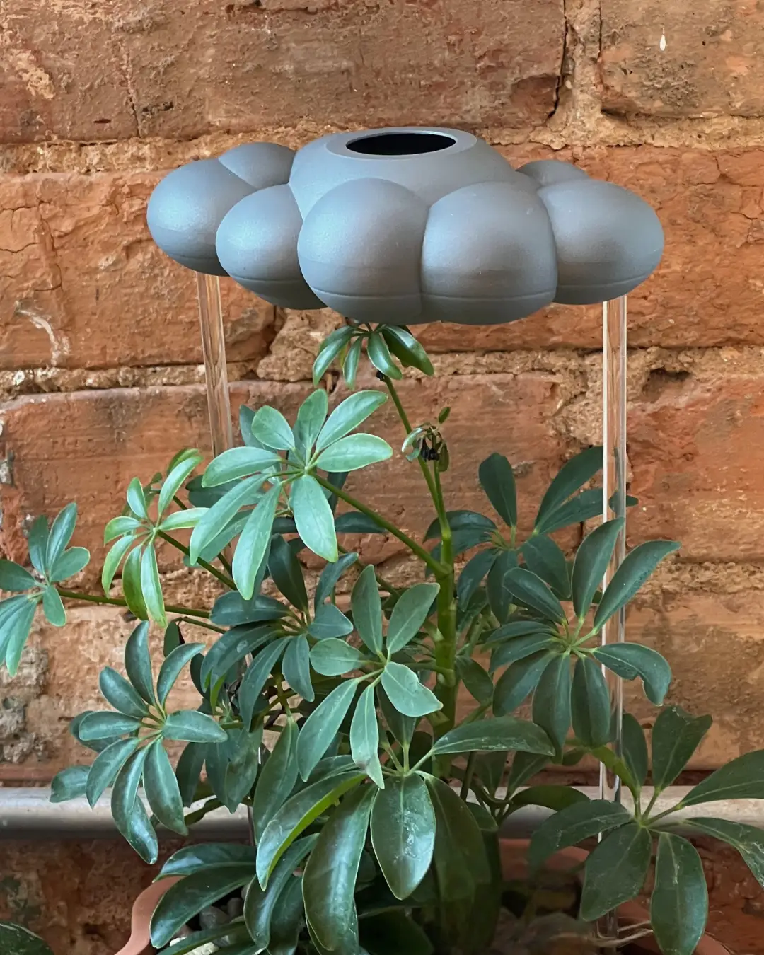 Stormy Dripping Rain Cloud Plant Waterer, blue-gray cloud globe on clear stems above a houseplant on Tampa Home & Garden Store