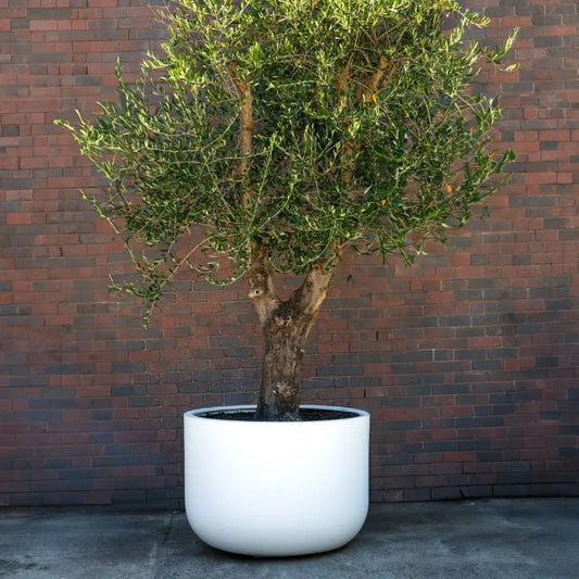 The Chop Low-Profile Planter | Wide Rim Feature Tree Pot
