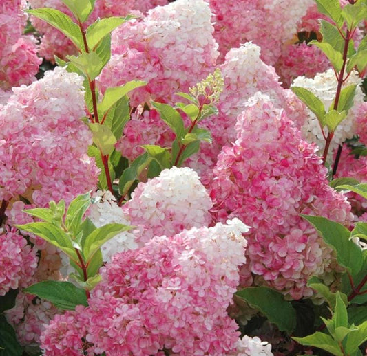 Strawberry Hydrangea Seeds - Beautiful Attractive Showy and Hardy Perennial Flowers - Tampa Home & Garden Store