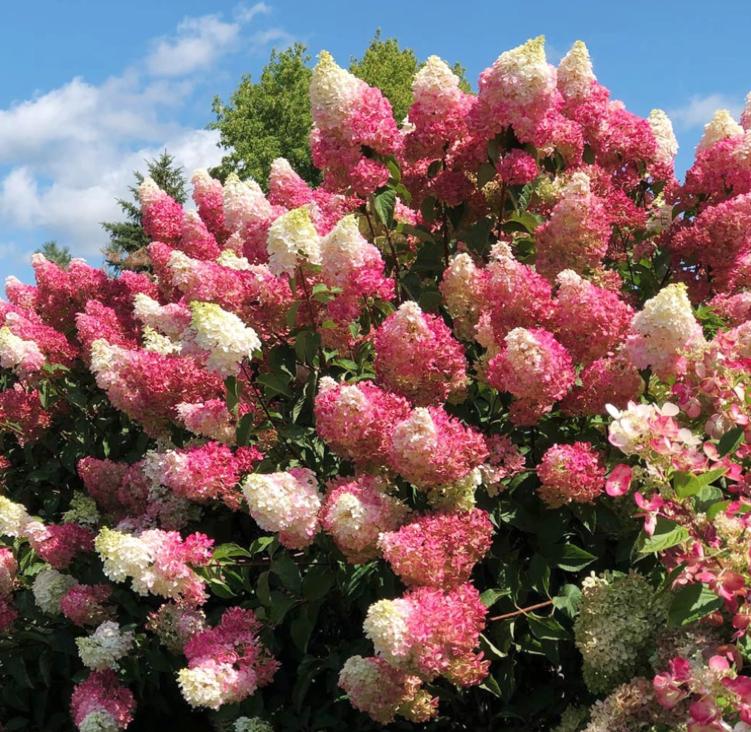 Strawberry Hydrangea Seeds - Beautiful Attractive Showy and Hardy Perennial Flowers - Tampa Home & Garden Store
