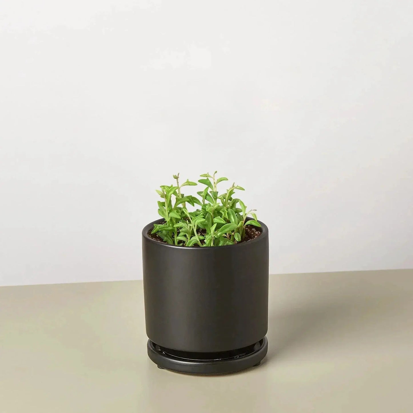 Trailing Succulent String of Dolphins Plant