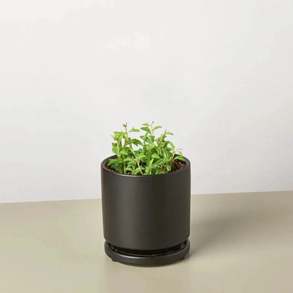 Trailing Succulent String of Dolphins Plant