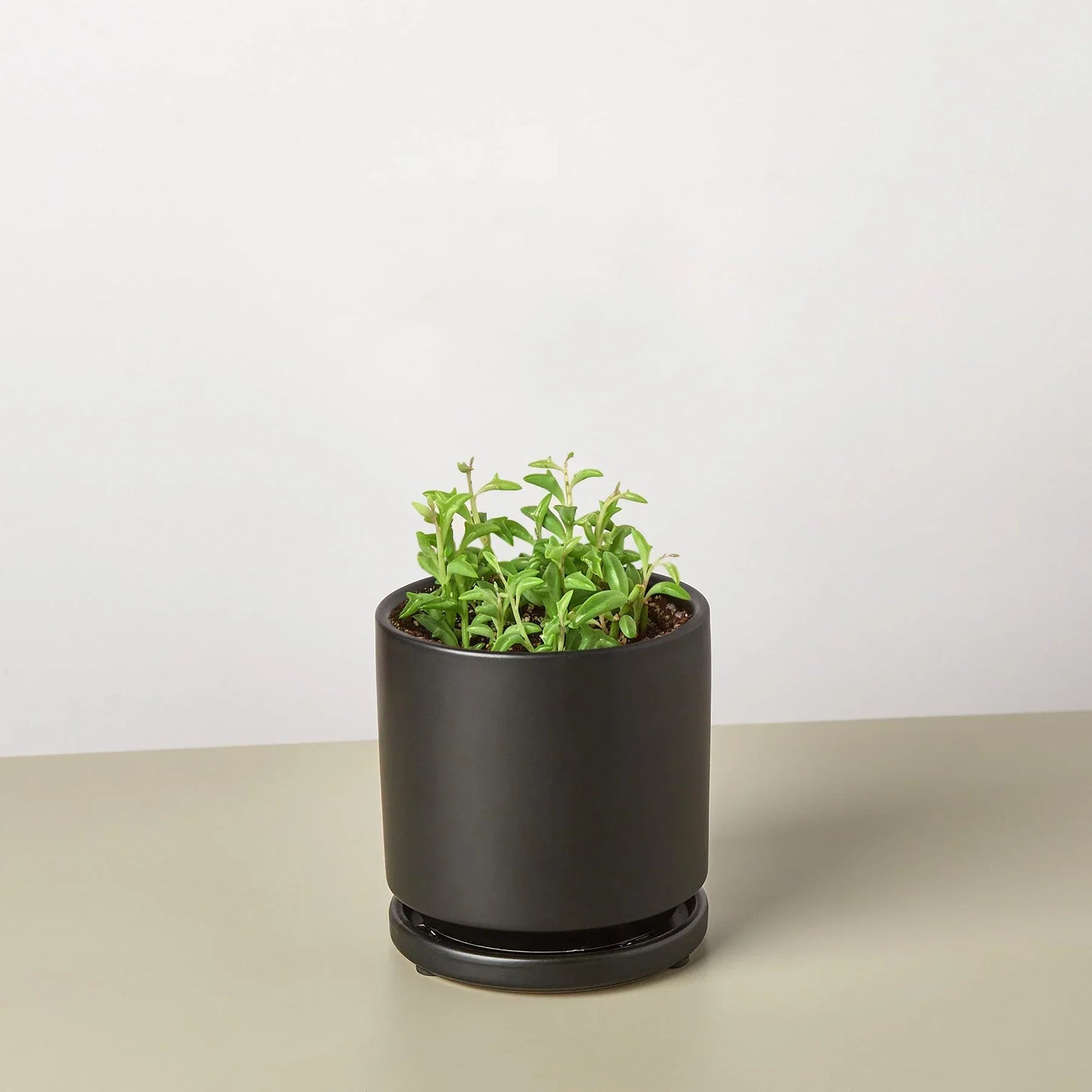 Succulent String of Dolphins in a matte black pot with bright green leaves on Tampa Home & Garden Store