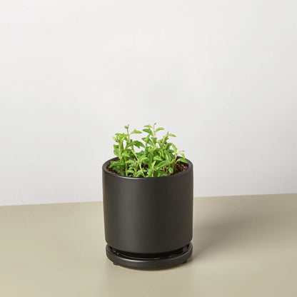 Succulent String of Dolphins in a matte black pot with bright green leaves on Tampa Home & Garden Store
