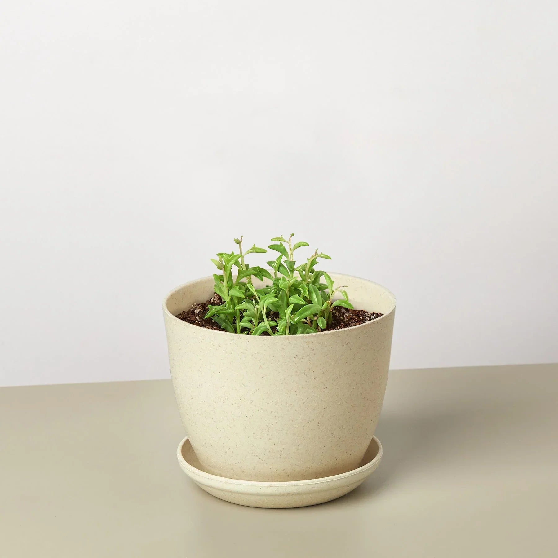 Succulent String of Dolphins in a speckled beige ceramic pot with saucer, green foliage on Tampa Home & Garden Store