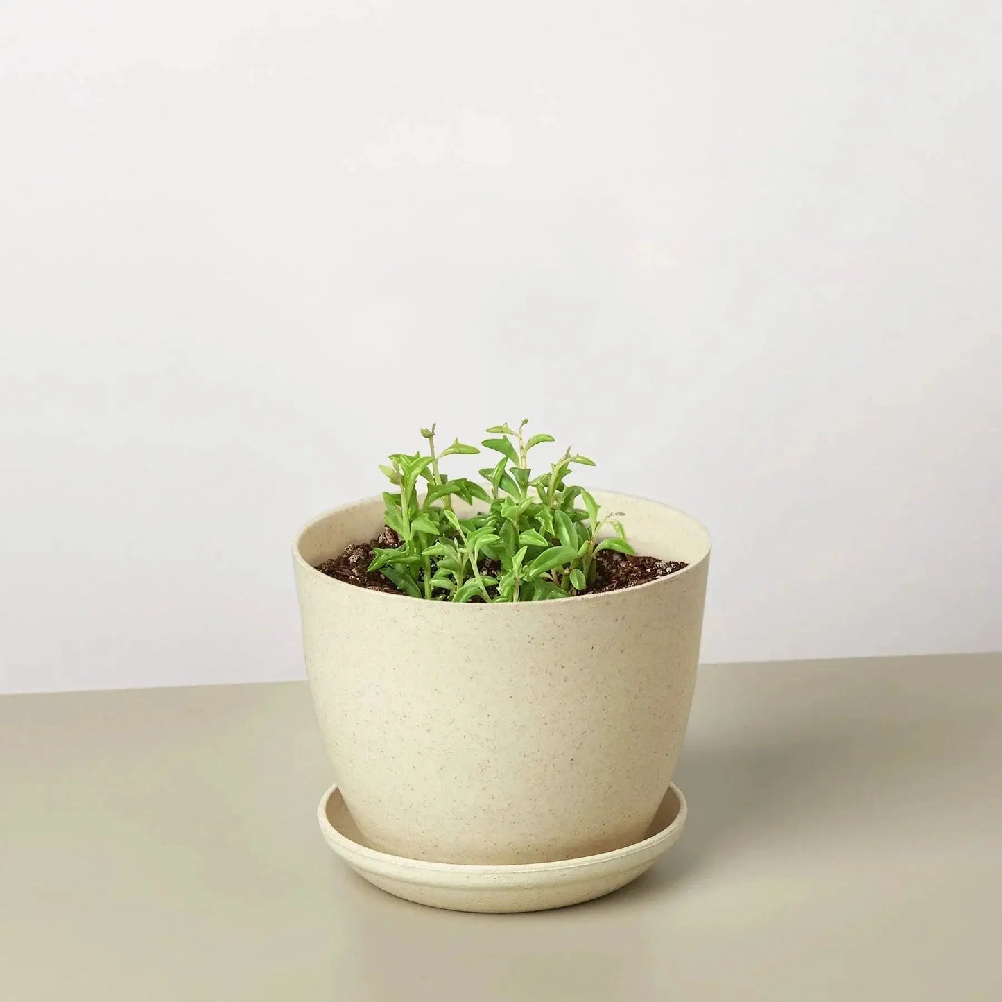 Trailing Succulent String of Dolphins Plant