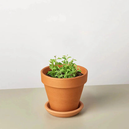 Trailing Succulent String of Dolphins Plant