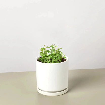 Trailing Succulent String of Dolphins Plant