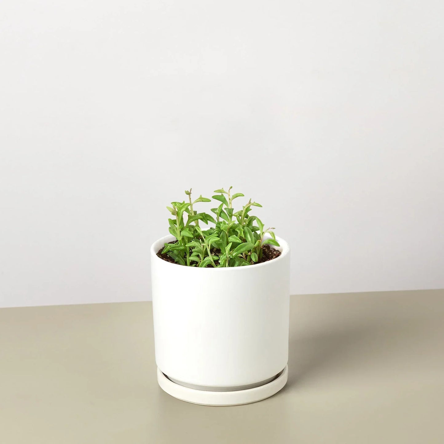 String of Dolphins succulent in a white ceramic pot with green leaves on Tampa Home & Garden Store