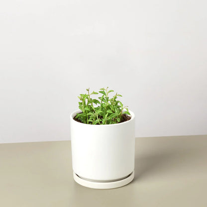 String of Dolphins succulent in a white ceramic pot with green leaves on Tampa Home & Garden Store