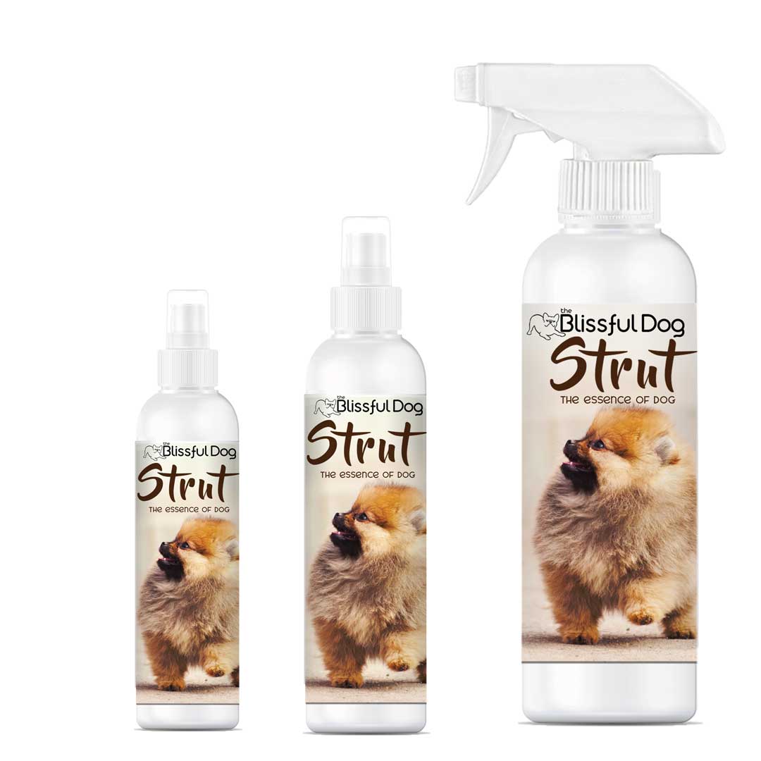 Strut Dog Cologne for the Ruler of the Kingdom - Tampa Home & Garden Store