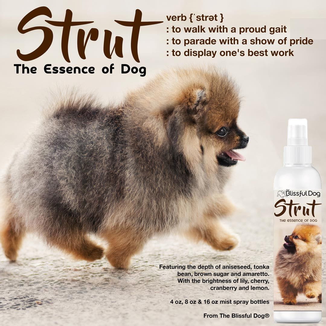 Strut Dog Cologne for the Ruler of the Kingdom - Tampa Home & Garden Store