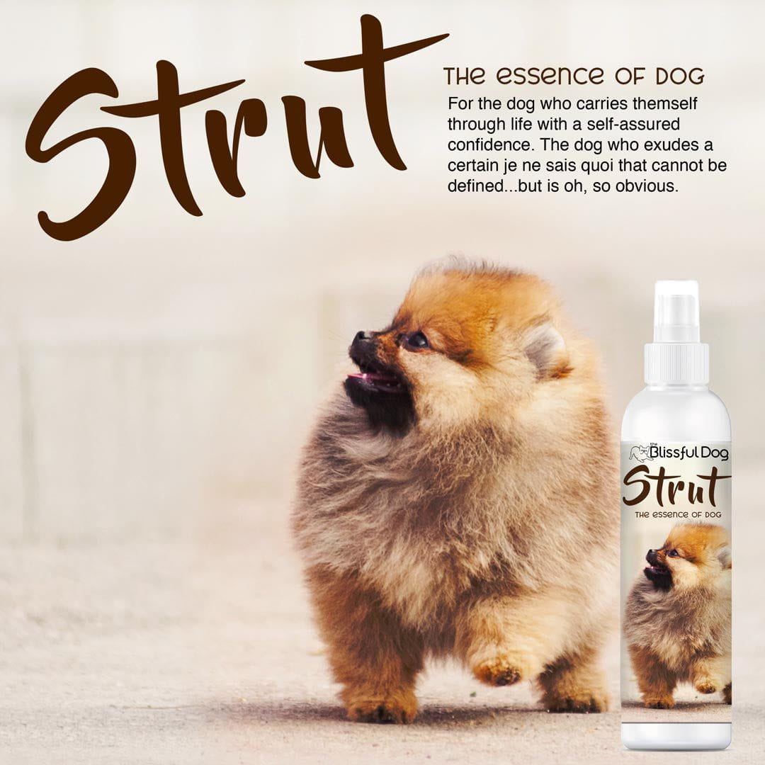 Strut Dog Cologne for the Ruler of the Kingdom - Tampa Home & Garden Store