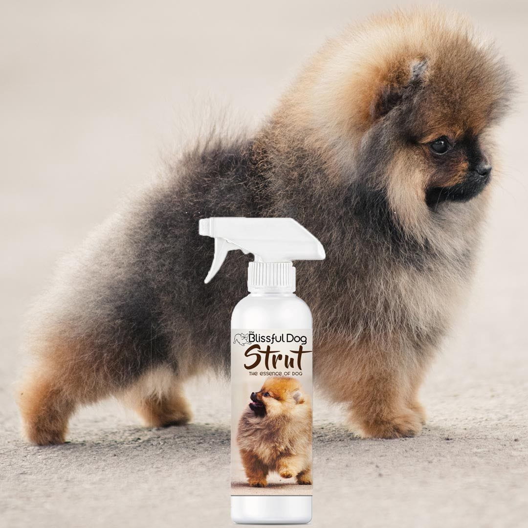 Strut Dog Cologne for the Ruler of the Kingdom - Tampa Home & Garden Store