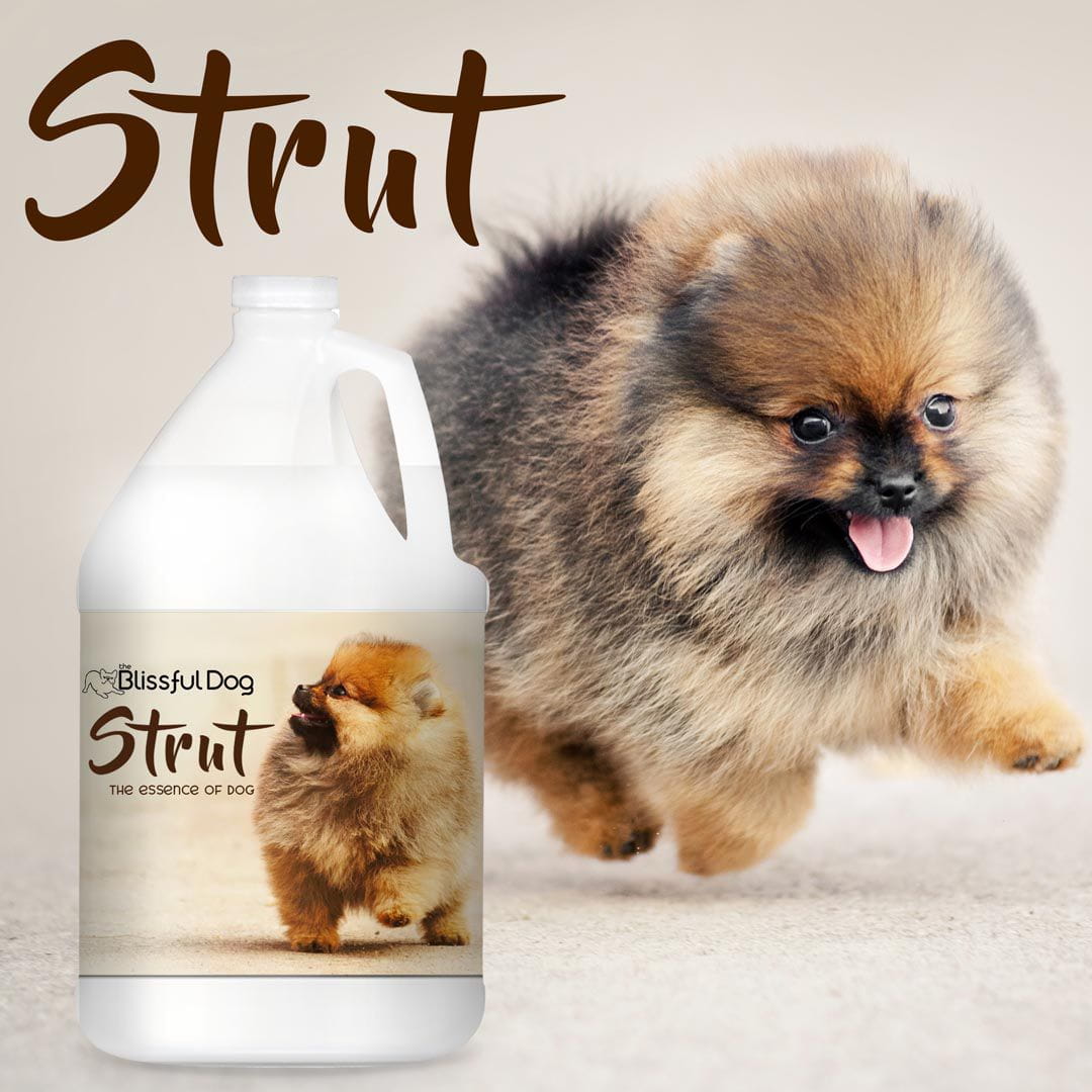 Strut Dog Cologne for the Ruler of the Kingdom - Tampa Home & Garden Store