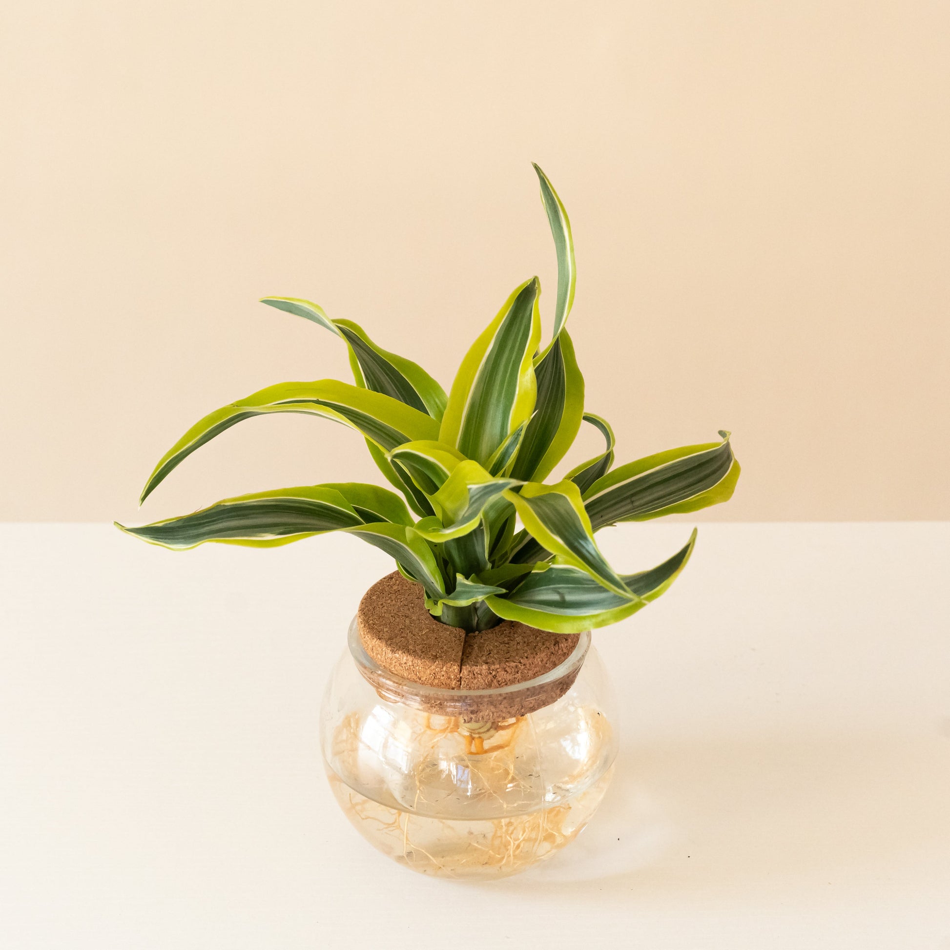 Submerged Relics™ Bananacle™ - Tampa Home & Garden Store