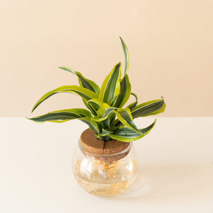 Submerged Relics™ Bananacle™ - Tampa Home & Garden Store