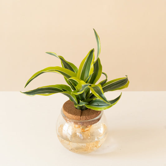 Submerged Relics™ Bananacle™ - Tampa Home & Garden Store