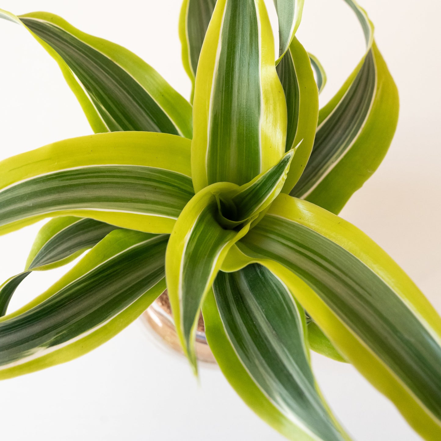 Submerged Relics™ Bananacle™ - Tampa Home & Garden Store