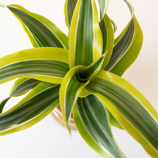 Submerged Relics™ Bananacle™ - Tampa Home & Garden Store