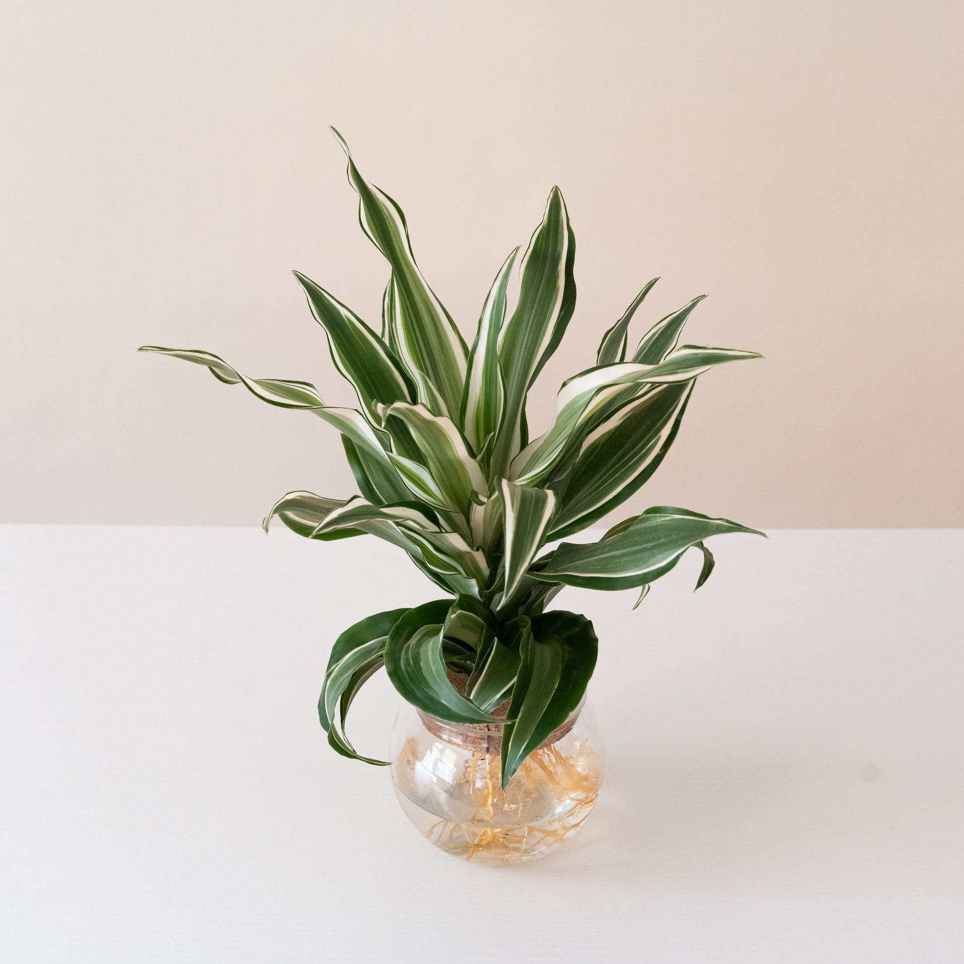 Submerged Relics™ Silver Sea Monkey™ - Tampa Home & Garden Store