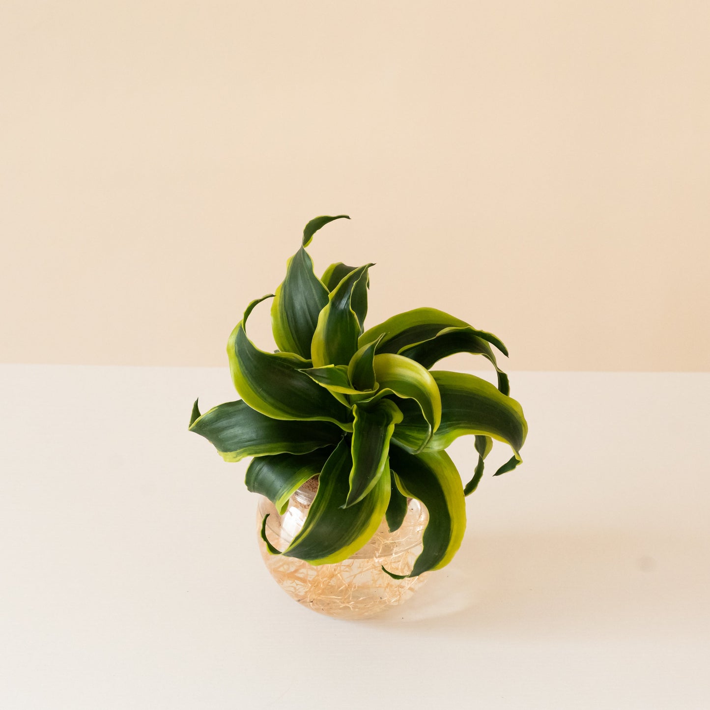 Submerged Relics™ Stingray Star™ - Tampa Home & Garden Store