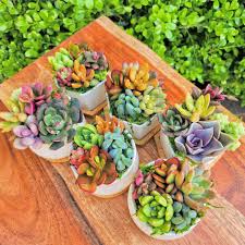 Succulent Garden - Tampa Home & Garden Store
