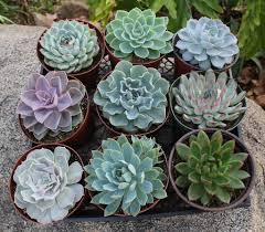 Succulent - Tampa Home & Garden Store
