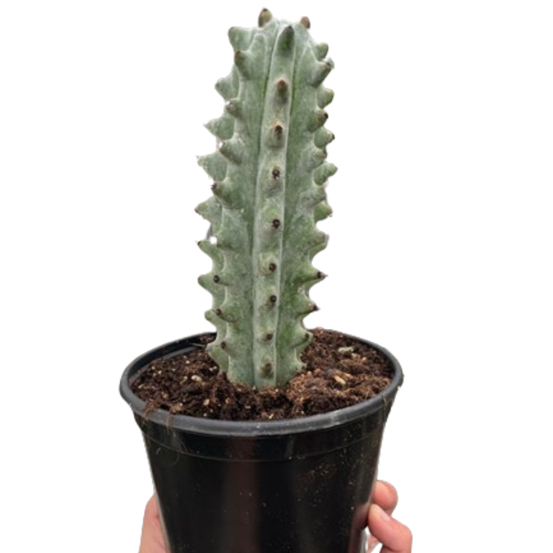 Succulent Ghost White Boobie cactus in black pot with graygreen ribbed stem House Plant Shop on Tampa Home & Garden Store