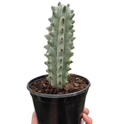 Succulent Ghost White Boobie cactus in black pot with graygreen ribbed stem House Plant Shop on Tampa Home & Garden Store