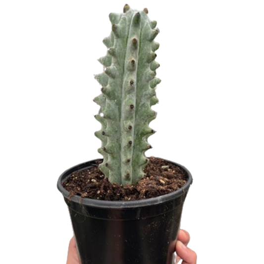 Succulent Ghost White Boobie cactus in black pot with graygreen ribbed stem House Plant Shop on Tampa Home & Garden Store