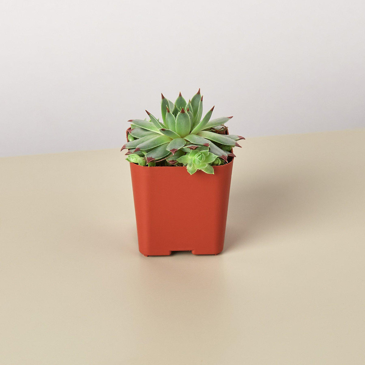 Succulent variety pack 2.0in pot by House Plant Shop with green rosettes in orange planter on Tampa Home & Garden Store