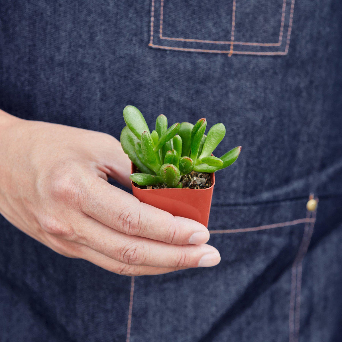 Succulent Crassula Jade in small pot held by hand; green fleshy leaves House Plant Shop on Tampa Home & Garden Store