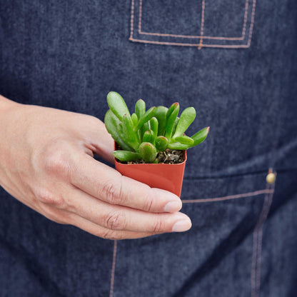 Succulent Crassula Jade in small pot held by hand; green fleshy leaves House Plant Shop on Tampa Home & Garden Store