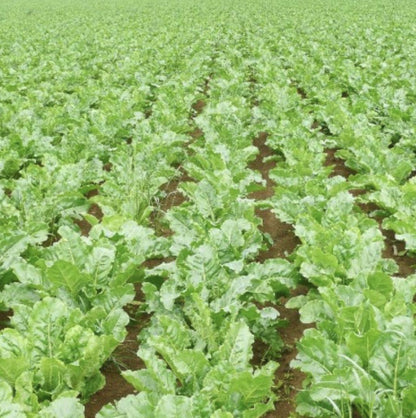 Sugar Beet - 250 Seeds - Non-Gmo Heirloom - Tampa Home & Garden Store