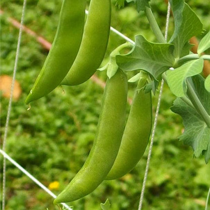 Sugar Daddy Pea Seeds (Organic) - Tampa Home & Garden Store