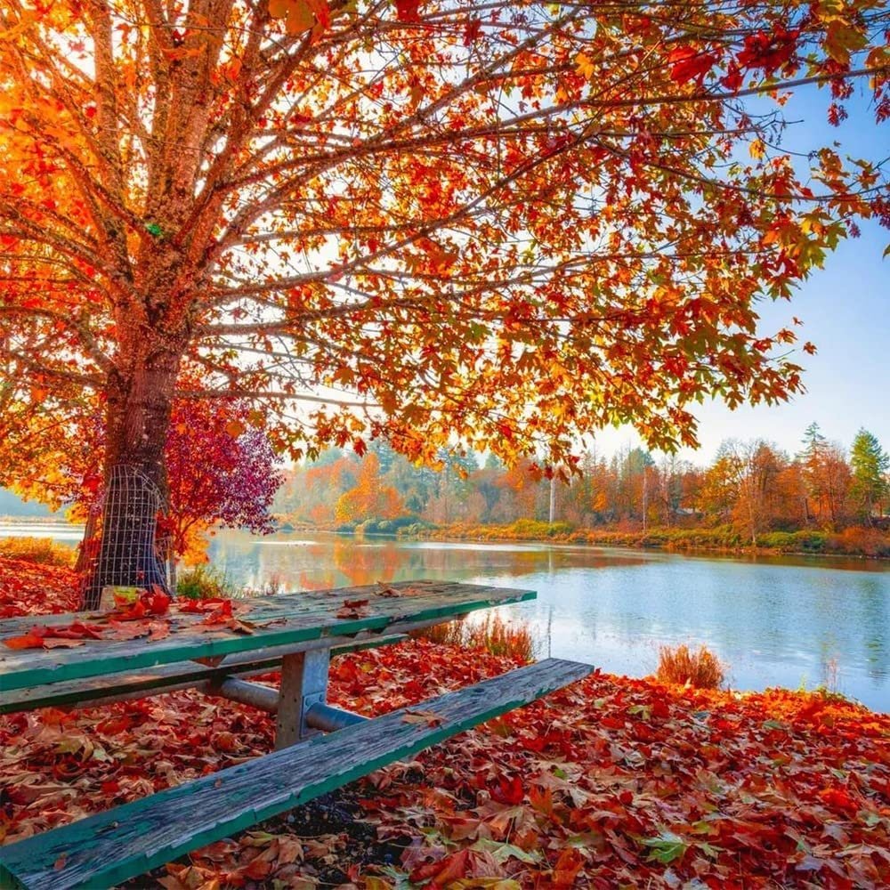 Sugar Maple Tree - 20 Seeds - Acer Saccharum, Colorful and Easy to Grow Fast-Growing - Tampa Home & Garden Store