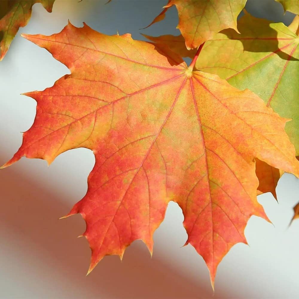 Sugar Maple Tree - 20 Seeds - Acer Saccharum, Colorful and Easy to Grow Fast-Growing - Tampa Home & Garden Store