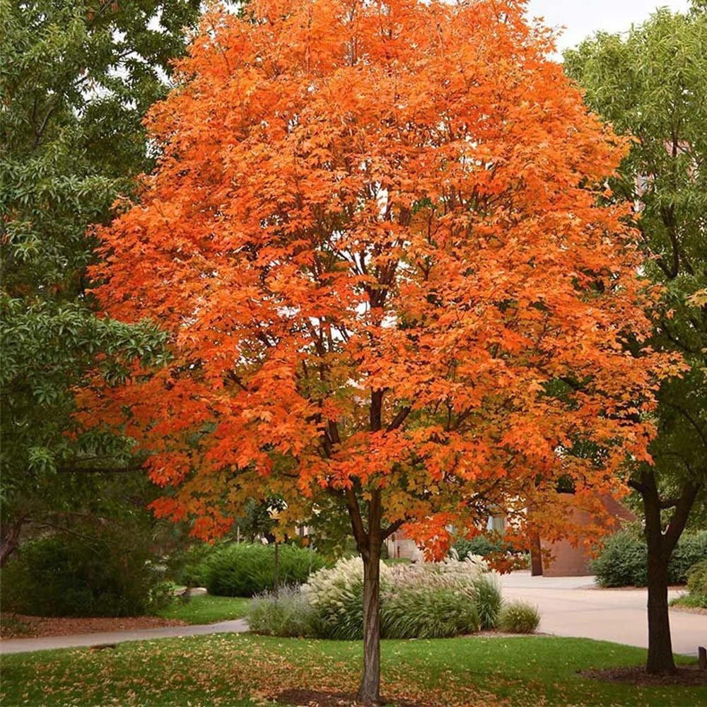 Sugar Maple Tree - 20 Seeds - Acer Saccharum, Colorful and Easy to Grow Fast-Growing - Tampa Home & Garden Store