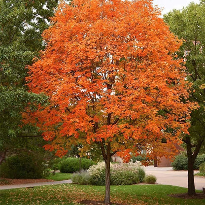 Sugar Maple Tree - 20 Seeds - Acer Saccharum, Colorful and Easy to Grow Fast-Growing - Tampa Home & Garden Store